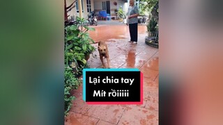 Lại chia tay e Mít rồi...Tạm biệt Hải Phòng nhé...cunyeucuadua chó chócon chókhôn chócute