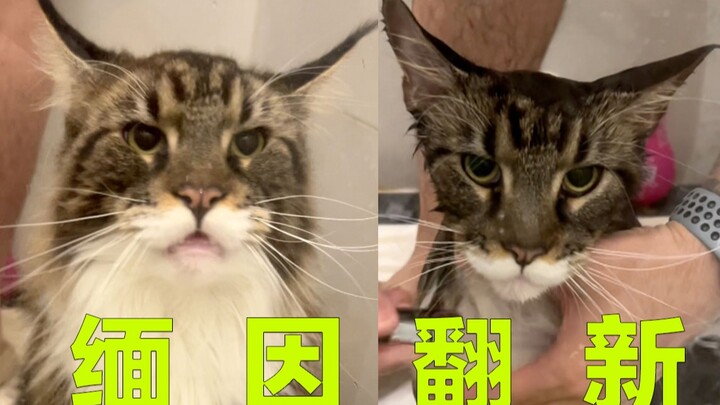 Today, I’m renovating a big cat that’s been thoroughly soaked in its own poop and urine.