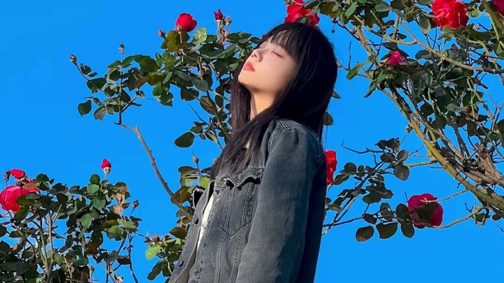 玫瑰花拍照技巧 玫瑰花拍照姿势玫瑰花拍照角度
