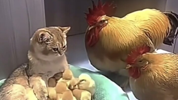 “Kucing Bodoh, apa yang kamu lakukan!”