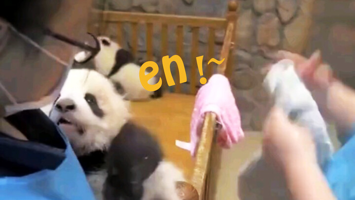 Lovely panda baby is mumbling