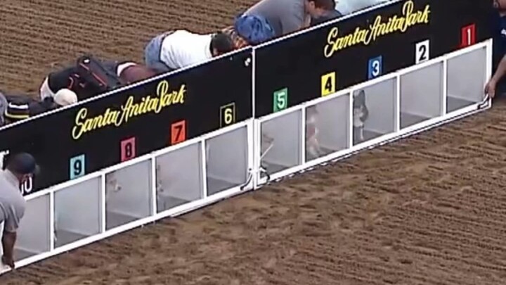 Mọi chú corgi vừa chạy là lao vào đánh nhau, chỉ có số 8 là cứ lao thẳng tiến không ngừng!