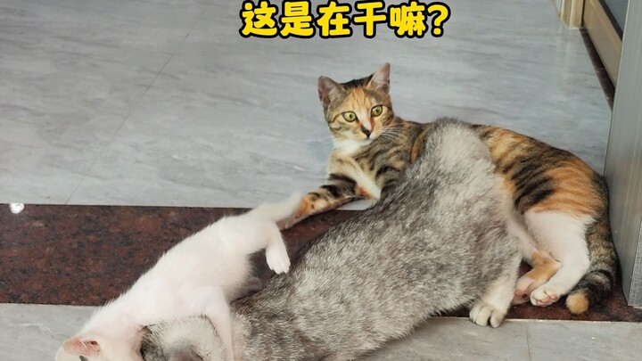 We have cats from China, the U.S., and Russia at home, but their relationships are really quite comp