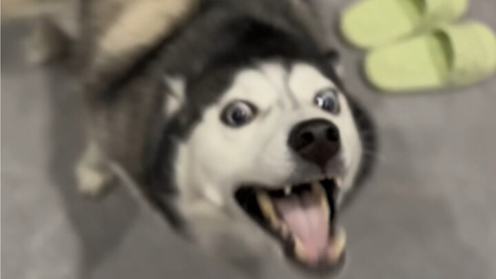 When I don't go home for a day, my dog