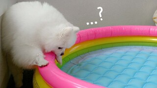 A home swimming pool prepared for the water-fearing little dog