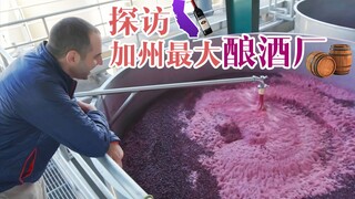 Unveiling the Complete Wine Production Process—A Visit to California's Largest Winery
