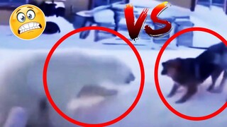 Wildest Animals Caught On Tape Videos part 027 | Funny Animals Caught In Camera
