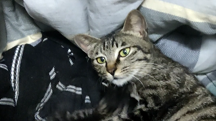 Về chuyện mèo trong khuôn viên vào ký túc xá nam sinh con (11 ngày)