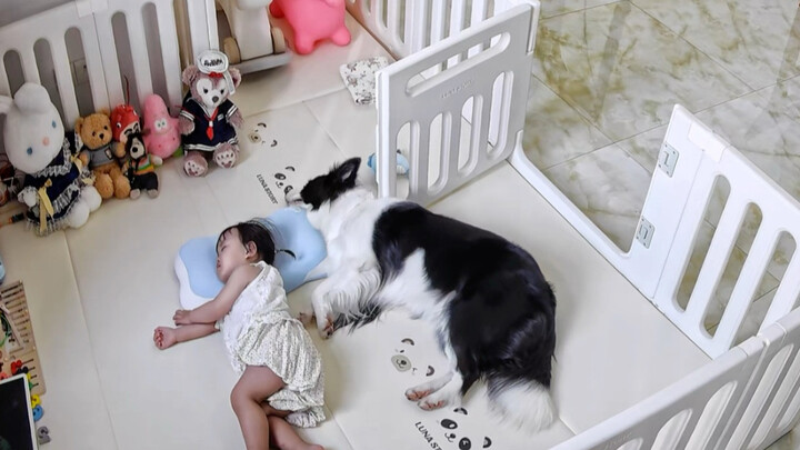 Turns out Border Collies really do have a thousand and one tricks up their sleeves…