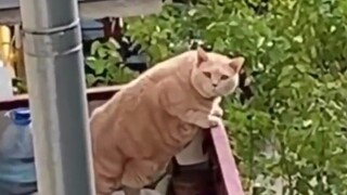 أيها الشاب عليك أن تقف!