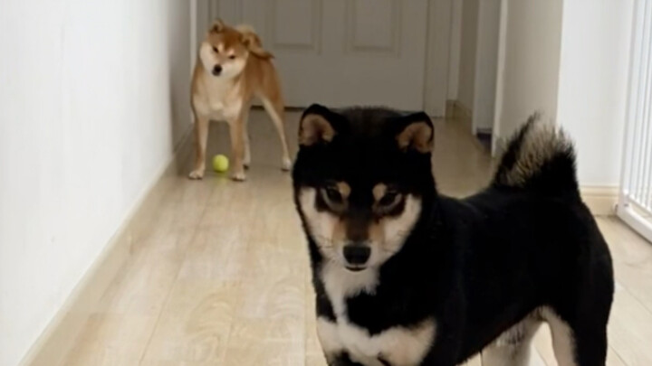 My Poor, Suffering Xiaotian Dog