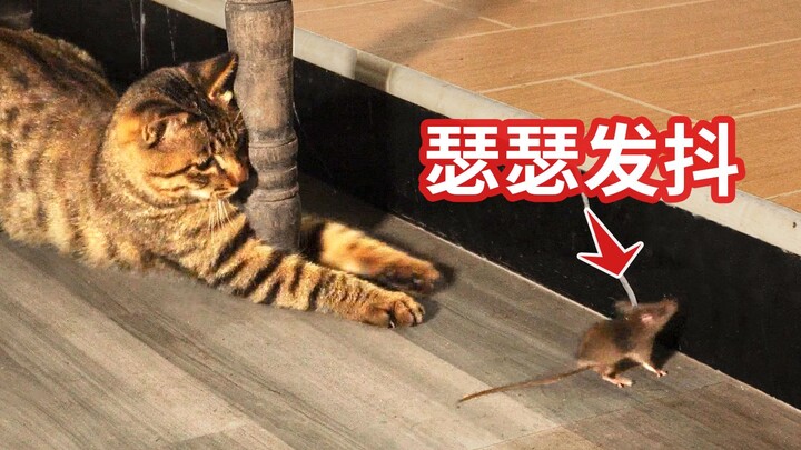 Chuột: Rốt cuộc là anh có ăn tôi không?