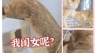 女儿奴的猫爸爸就是这样！