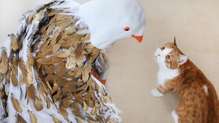 The host bought 1,000 chicken feathers and put them on his body to tease the cat, cosplaying as the 