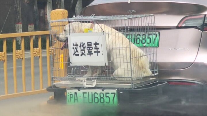 “ไอ้นี่เมารถ!”