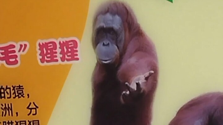 Run Into Dante at the Zoo