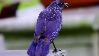 Oi! Purple Howling Thrush! Oi! Purple Howling Thrush! Oi! Purple Howling Thrush! Oi! Purple Howling 