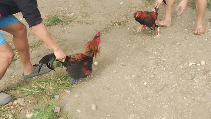 hulo cros alimboyogin