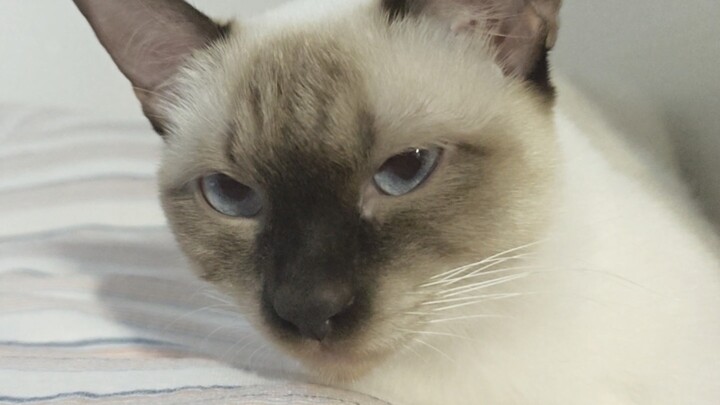 Kak, pagi memang waktu untuk tidur, meong