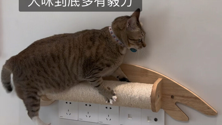 Da Mi: Hari yang menyedihkan lagi