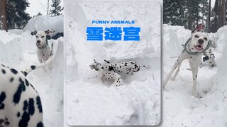 In winter, you should dig a big snow maze for your dog.