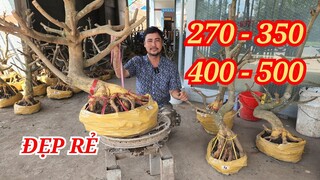 📞 NGUYÊN 0332333910 PHÔI MAI ĐẾ ĐẸP SIÊU RẺ TRANH THỦ BAO SỐNG BAO SHIP 12/06/2024 | BẾN TRE ƠI