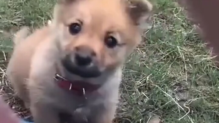 Is this what a sweet, cuddly little puppy looks like? So cute and adorable!