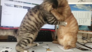 Setelah membeli alas mouse panas, meja menjadi rebutan kucing