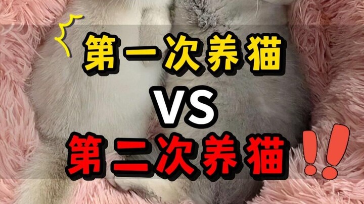 The Difference Between Raising Cats for the First Time vs. the Second Time? Watch to Avoid Common Mi