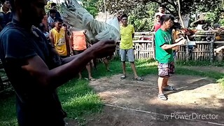 White na 3 kls vs dalusapi 1 and 3/4 kls lemons. Tinadtad ang malaki sobrang lakas pa.