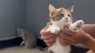 It went out to play and stole a kitten