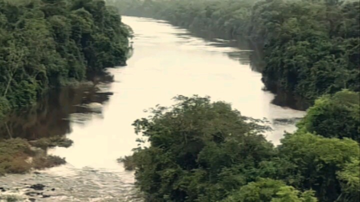 deep in the jungle #SURINAME