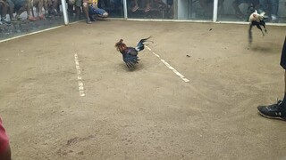d nka porma