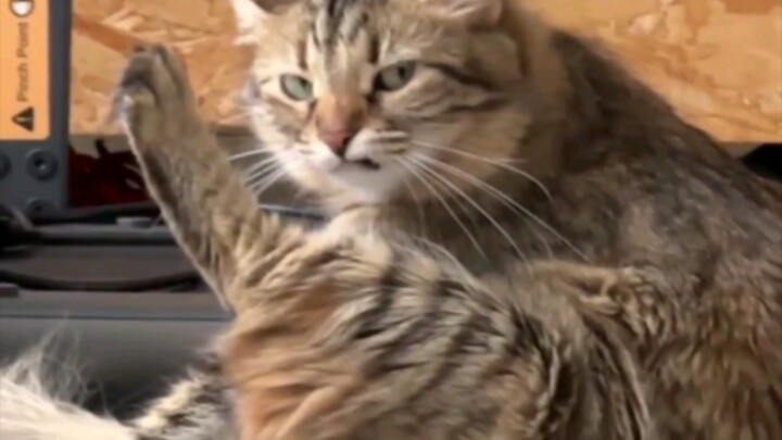 A World of Wonders: Quirky and Playful Cats!