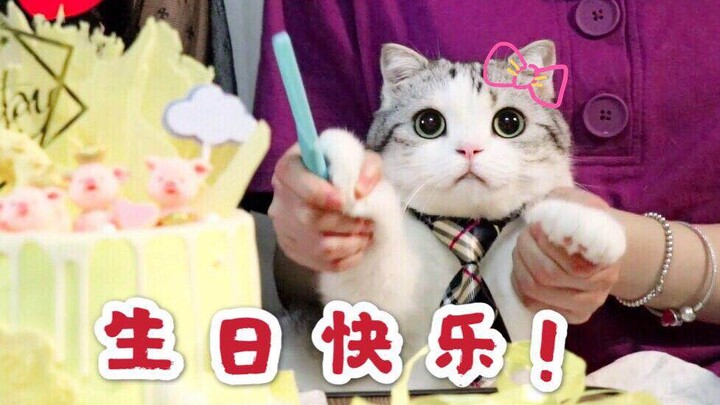 Mèo cưng cuối cùng đã đón sinh nhật tròn hai tuổi của mình, vậy mà vì đang giảm cân nên chẳng chịu ă