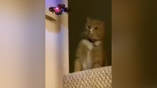 Dỡn mặt với trẫm hả cưng🤪🤪meocute trending xuhuong