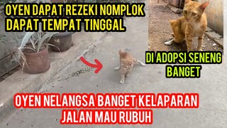 Kucing Oyen Jalanan Sedih Kelaparan Minta Tolong Jalannya Sampai Mau Rubuh..!
