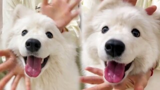 Flower's challenge to the Samoyed dog has gone viral!