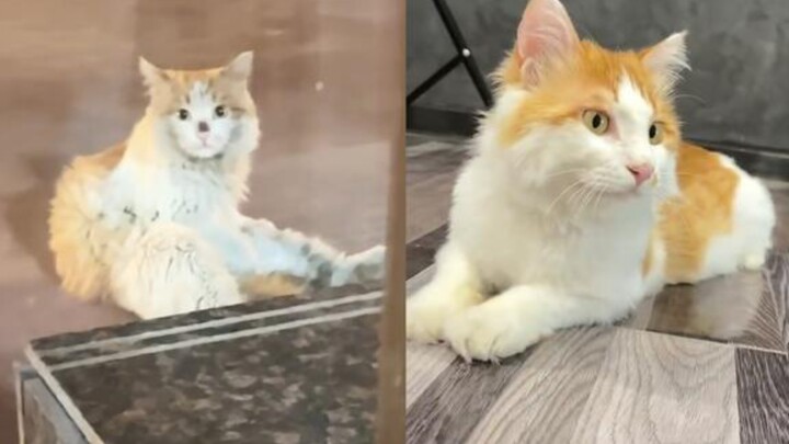 قطّة مشردة تُتبنّى من قبل امرأة: مظهر القطّة القذرة يتغيّر تمامًا! المتابعون: وجود من يحبّك حقًا يصن