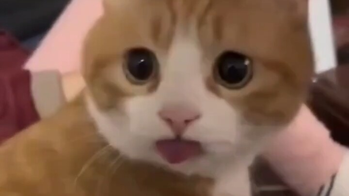 Kucing: Ruru ruru ruru