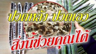 ''นํ้าต้มเมล็ดมะรุม''ช่วย ดื่มแก้เมื่อยตามร่างกาย เมื่อยหลัง เมื่อยเอว กระ ดูกทับเส้น