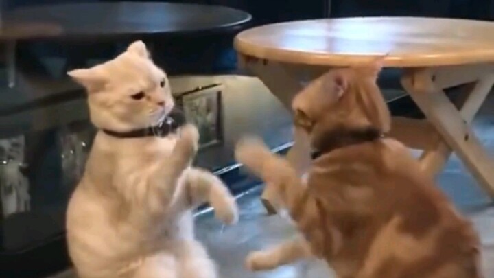 You have no idea how much fun it is to own two cats!