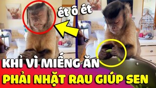 Phát hiện chú khỉ vì '2 QUẢ CHUỐI' mà phải 'CẮN RĂNG CẮN LỢI' ngồi nhặt rau giúp con Sen 😂 Gâu Đần