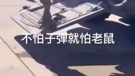 Even mice are scared? W-what the hell is this?