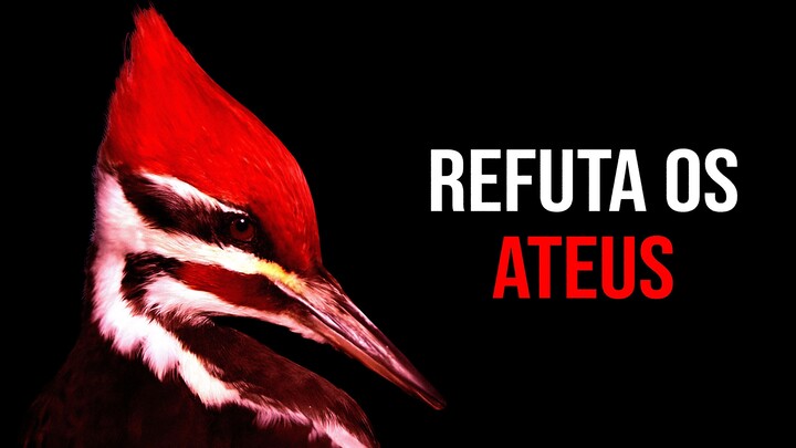 Pica-pau prova a existência de Deus