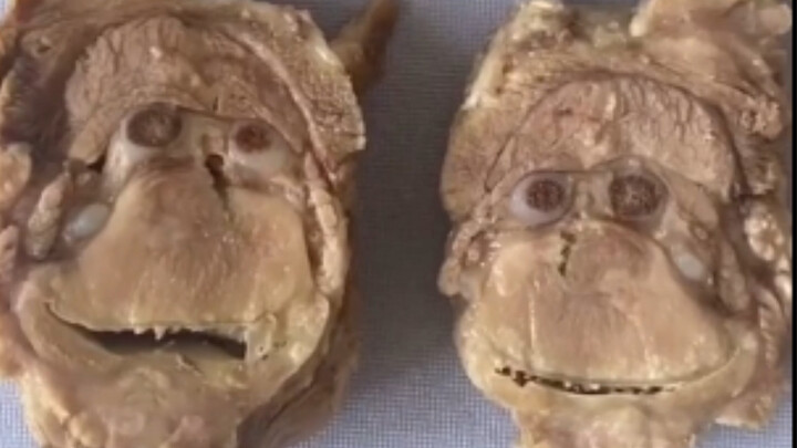 Cutting meat and two monkeys popped out