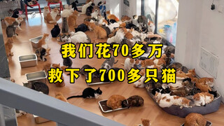 Kami menghabiskan lebih dari 700 ribu untuk menyelamatkan lebih dari 700 ekor kucing.