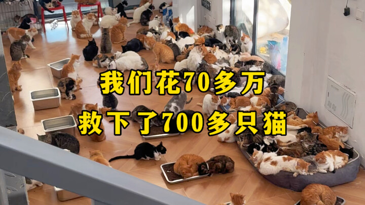 我们花70多万救下了700多只猫。
