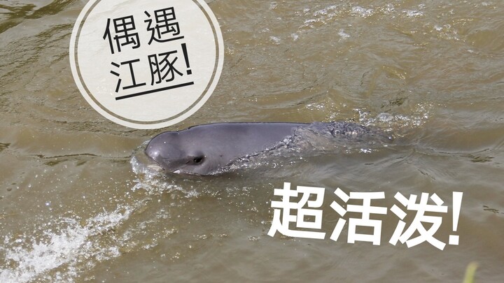 【偶遇江豚】在保护区外面遇到一只活泼的江豚小可爱