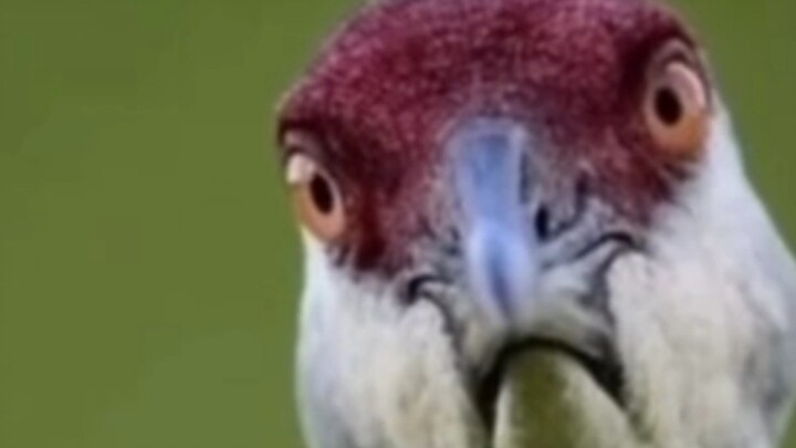 Saat aku lagi ngobrol pelan di bawah, tiba-tiba guru berhenti bicara—meme!